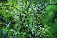 Cotoneaster alaunicus