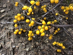Loranthus europaeus