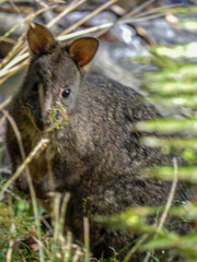 Thylogale billardierii