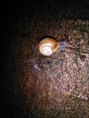 Cepaea hortensis