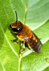 Megachile lanata