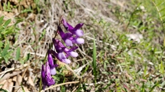 Vicia villosa