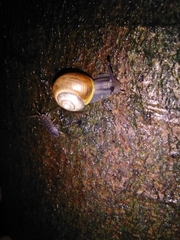 Cepaea hortensis