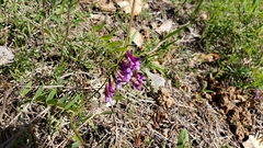 Vicia villosa