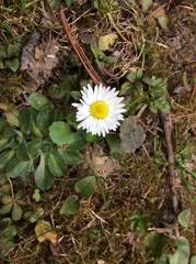 Bellis perennis