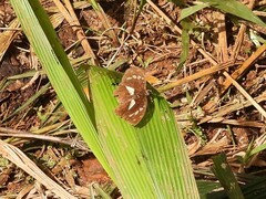 Aterica galene