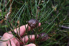 Hakea lissosperma
