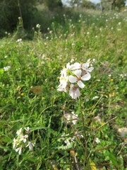 Diplotaxis erucoides