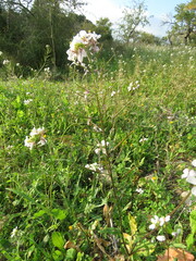 Diplotaxis erucoides