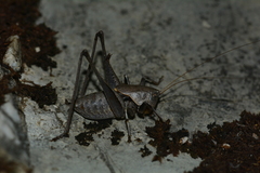 Thyreonotus corsicus corsicus