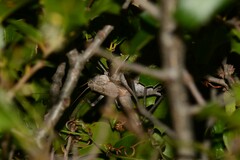 Thyreonotus corsicus corsicus