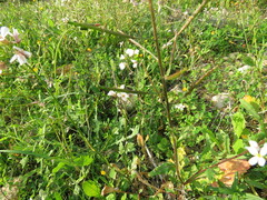 Diplotaxis erucoides