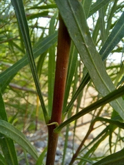 Astianthus viminalis