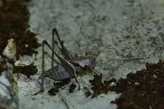 Thyreonotus corsicus corsicus