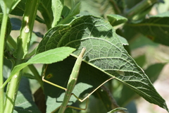 Pseudosermyle tridens