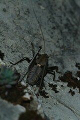 Thyreonotus corsicus corsicus