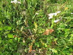 Diplotaxis erucoides