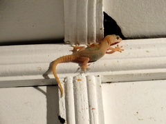 Hemidactylus frenatus