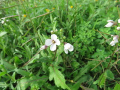 Diplotaxis erucoides