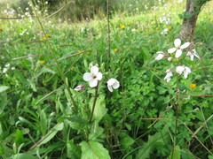 Diplotaxis erucoides
