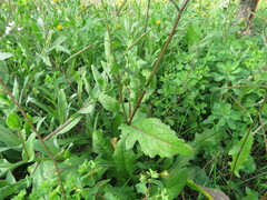 Diplotaxis erucoides