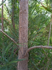 Astianthus viminalis