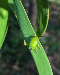 Calomela pallida