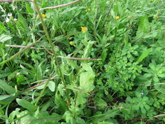 Diplotaxis erucoides