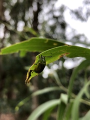 Calomela pallida