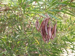 Astianthus viminalis