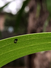 Calomela pallida