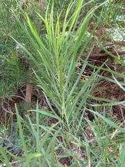 Astianthus viminalis