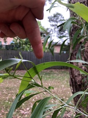 Calomela pallida