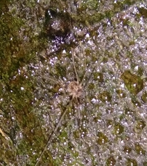Dicranopalpus larvatus