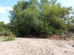 Astianthus viminalis
