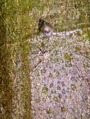 Dicranopalpus larvatus