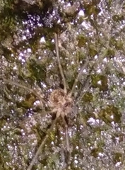 Dicranopalpus larvatus