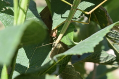 Pseudosermyle tridens