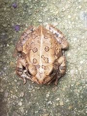 Anaxyrus fowleri