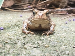 Anaxyrus fowleri