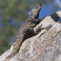 Ctenosaura hemilopha