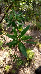 Embothrium coccineum