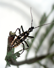 Gminatus australis