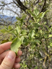 Garrya elliptica