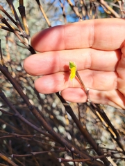 Dirca occidentalis