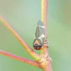 Eurymeloides pulchra