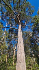 Eucalyptus resinifera