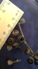 Eucalyptus resinifera