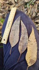 Eucalyptus resinifera