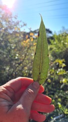 Eucalyptus resinifera